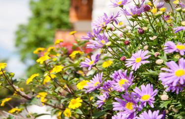 Gäste- und Appartementhaus Stachl - Photo 3