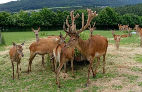 Chalet Bliss am Seeufer, Neunburg vorm Wald - Foto 40