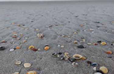 Bella Casa Bougainville - APA Barra de Mamanguape - Photo 45