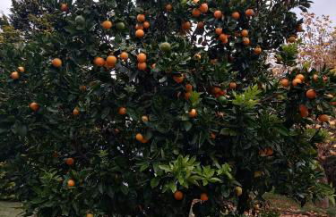 Hospedagem Da Laranjeira Gramado - Photo 73