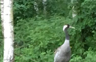 Dom w Sąpach - Foto 63