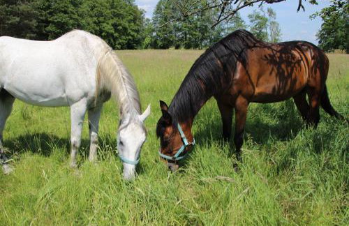 Die Spreewaldbetten - Bauernhof - Photo 12
