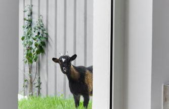 Tranquiloue - Les Gites de Gabriel - Puy du Fou - Foto 73
