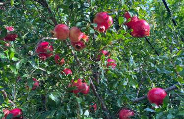 Apartment Bianca Premantura Istrien - Foto 35