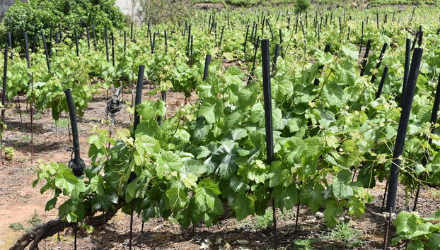 Tour in Puerto de la Cruz - Photo 3