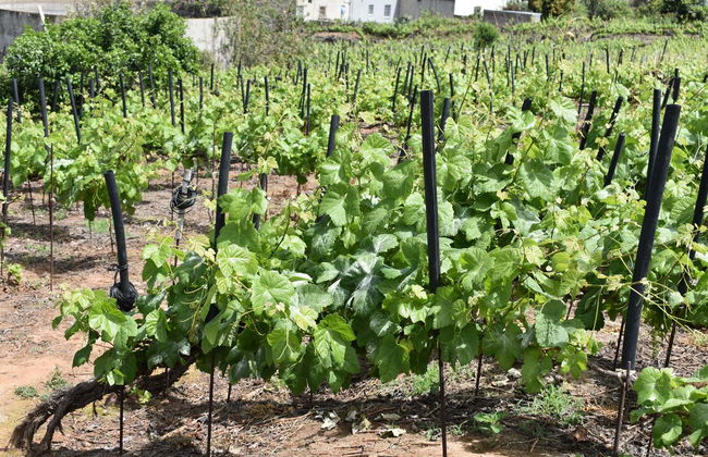 Tour in Puerto de la Cruz - Photo 3