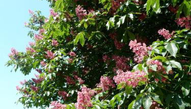 Agriturismo la Torre - Foto 2, Garden view