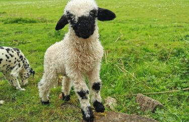 Glen Bay - 2 Bed Lodge on Friendly Farm Stay with Private Hot Tub - Foto 29