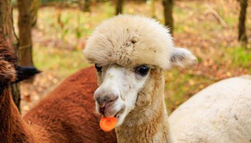 Zielona Zagroda Agnieszka Połeć - Foto 2