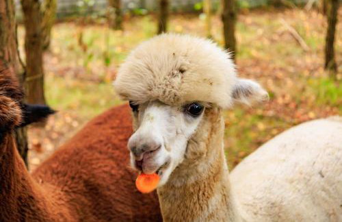 Zielona Zagroda Agnieszka Połeć - Foto 2