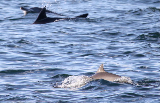 Avistamiento de delfines en Djerba - Foto 7