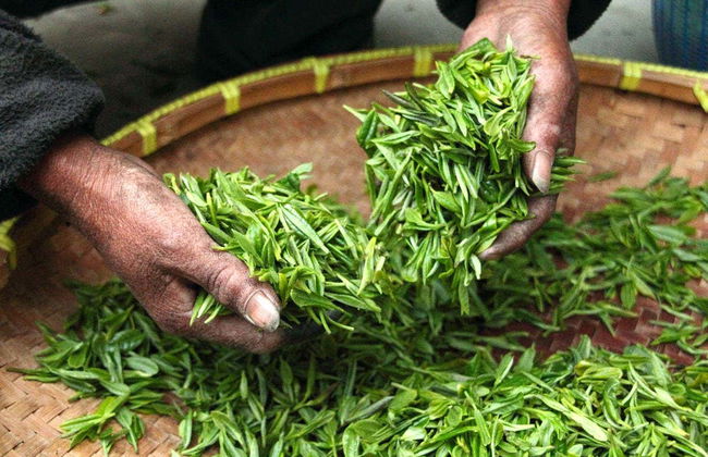 Excursión privada a las plantaciones de té y cascada Cimahi - Foto 2