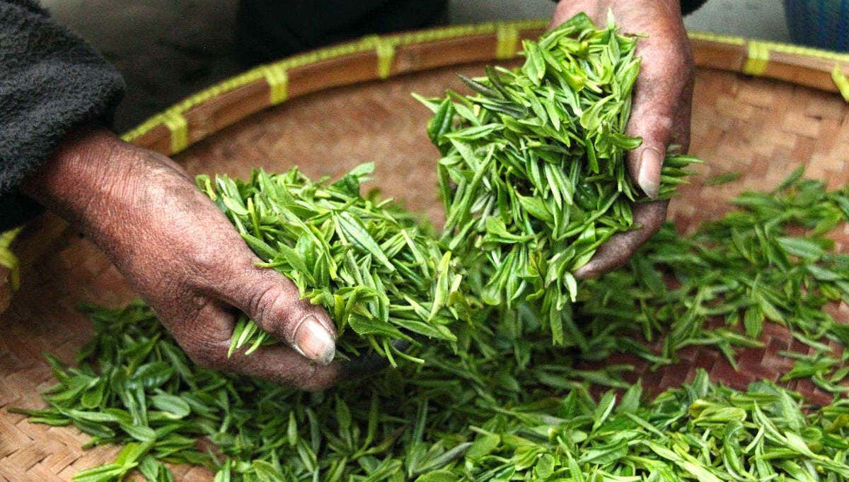 Bandung Tea Plantation Private Day Trip - Foto 2