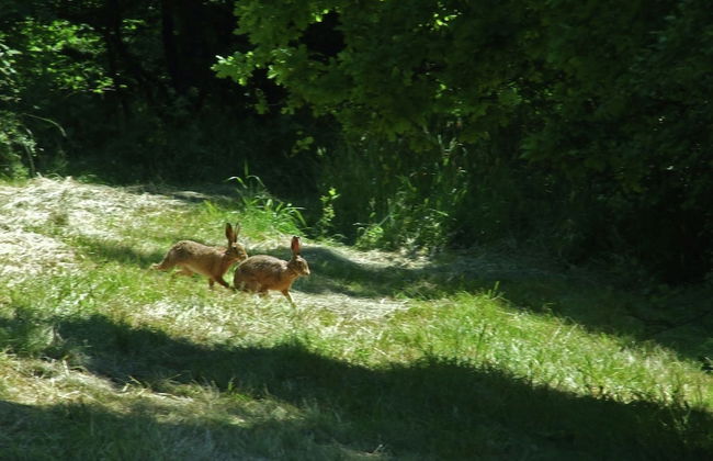 Gemutliche Ferienwohnung in Kaifenheim - Foto 72