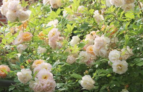 Holiday apartment 2 in the Maaßen country house - Foto 33