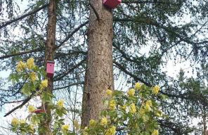 Zielenina Leśny Domek - Foto 25