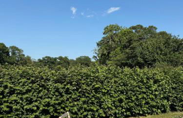 Meadow Hayes Studio - Foto 10