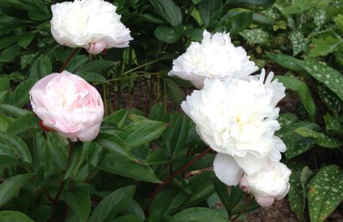 Hewletts Mill - Foto 34