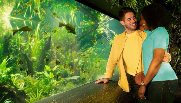 Pareja viendo un bosque marino