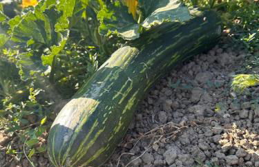 La Terrazza delle Noci - alloggio agrituristico - Foto 15