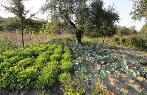 Aroggia Farm - Foto 37