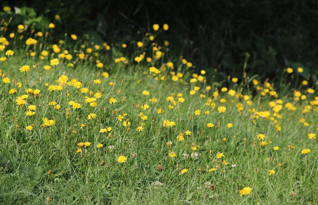 Les Trois Mentors Ghandi, Mandela, Luther King - Foto 32