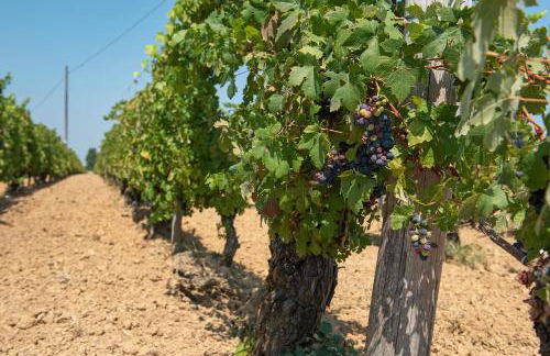 Casa Vacanza Tra Vigneti E Mura - Foto 21