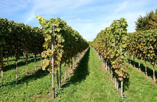 Ferienwohnung Keller - Foto 52