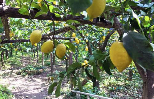 La Ciucciara Holiday Homes - Photo 40