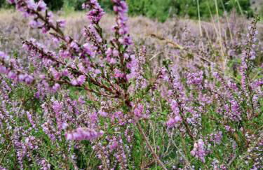 Dammann's Hof - Foto 26