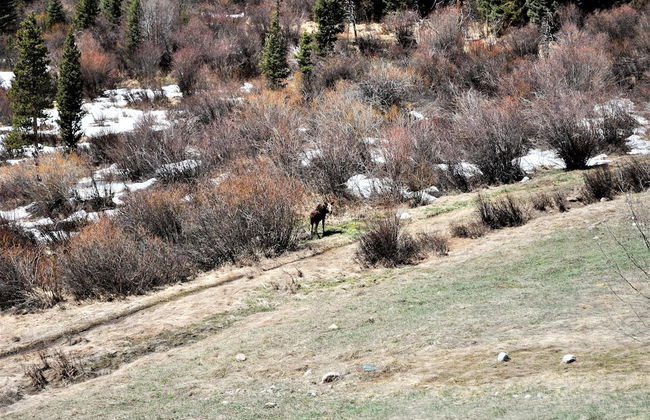 Forest Park 3 Bed 4 Bath Townhome - Foto 32