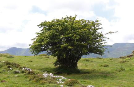 Apartamentos Rurales Balcón Real Senda del Oso - Foto 48