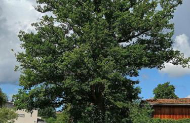 Ferienwohnung zur Wacht - Foto 22
