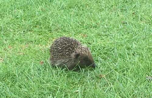 Tivoli Place - Foto 24