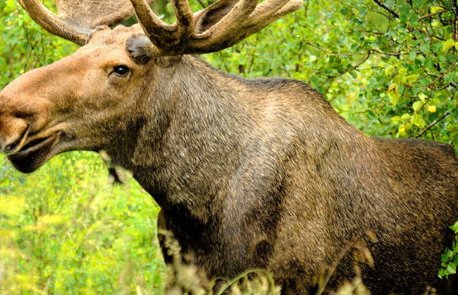 Avistamiento de alces en Bodø - Foto 7