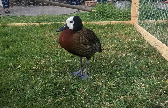 City tour and Tsimbazaza Zoo - Photo 3