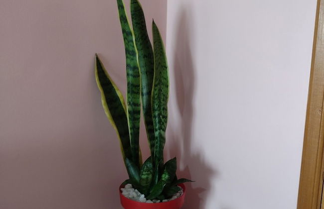 Rua Maria Tognini 296 - Foto 11