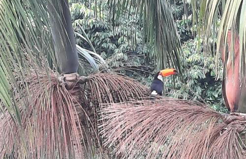 Aconchego no bairro mais charmoso da serra. - Foto 13