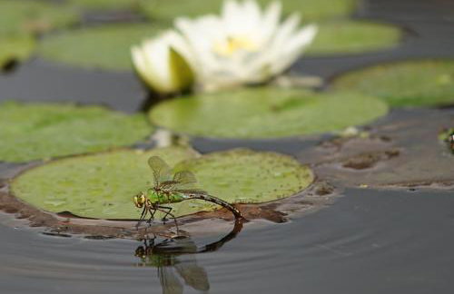 Sweet Pea Cottage, Amroth - Foto 41