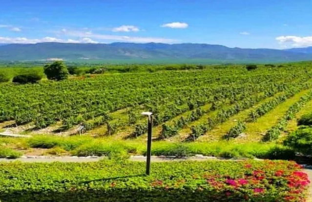 Villa Los Almendros - 2 Private Pools & Tennis & Pickle Ball - Photo 36