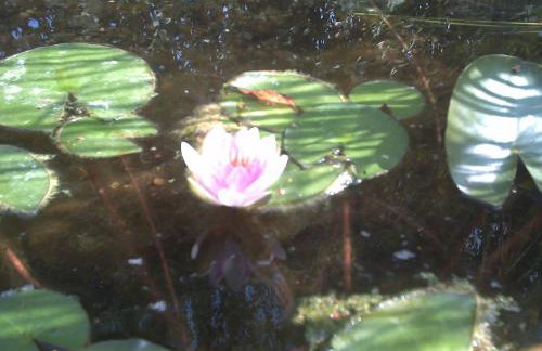 Ferienwohnung Mainz-Weisenau - Foto 11