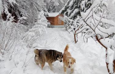 Ipati Forest Chalet - Foto 60