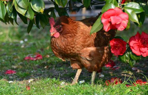 La Gallina - Foto 30