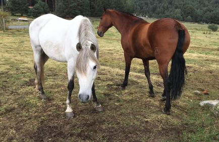 Ermita de Gredos - Foto 12