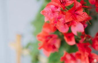 Sanctuary at the Springs - King Beds , Families - Foto 35