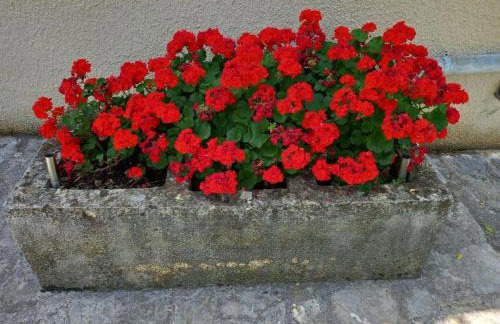 Apartmani Gracijela - Foto 44