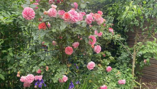 Ferienhaus Magnolie Xanten - Foto 5, Garden view