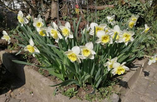 Urlaub mit Charme in der kleinsten Stadt der Pfalz. - Foto 50