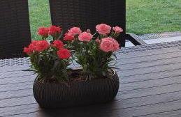 The Candy House - Foto 14