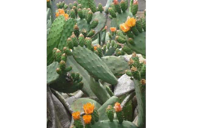 Aborigen Bimbache Casa Rural - Foto 39